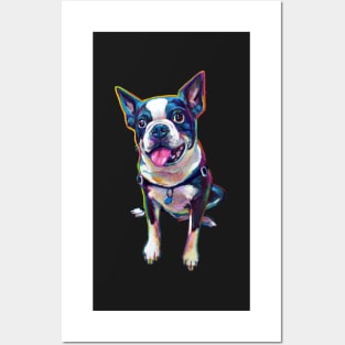 Cute BOSTON TERRIER WITH TONGUE Sticker by Robert Phelps Posters and Art